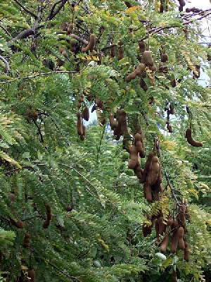 Tamarind Pods